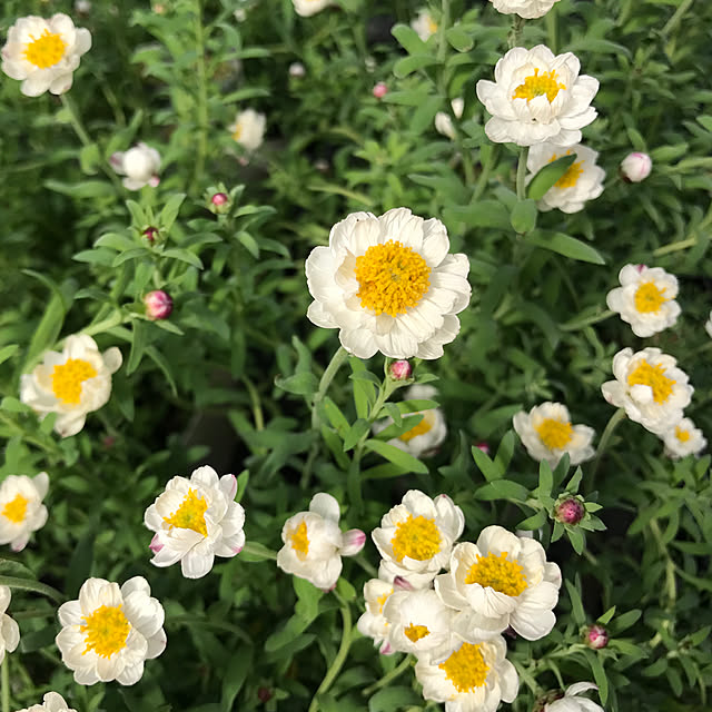 sakurasakuさんの実例写真