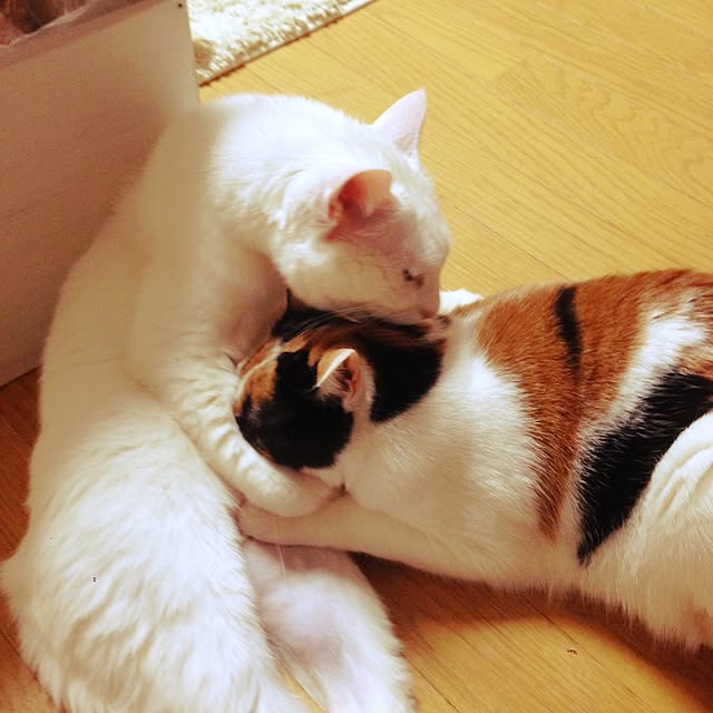 Kinanさんの実例写真