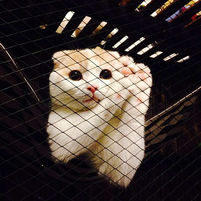 onojiijiさんの実例写真