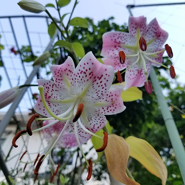 midoriさんの部屋