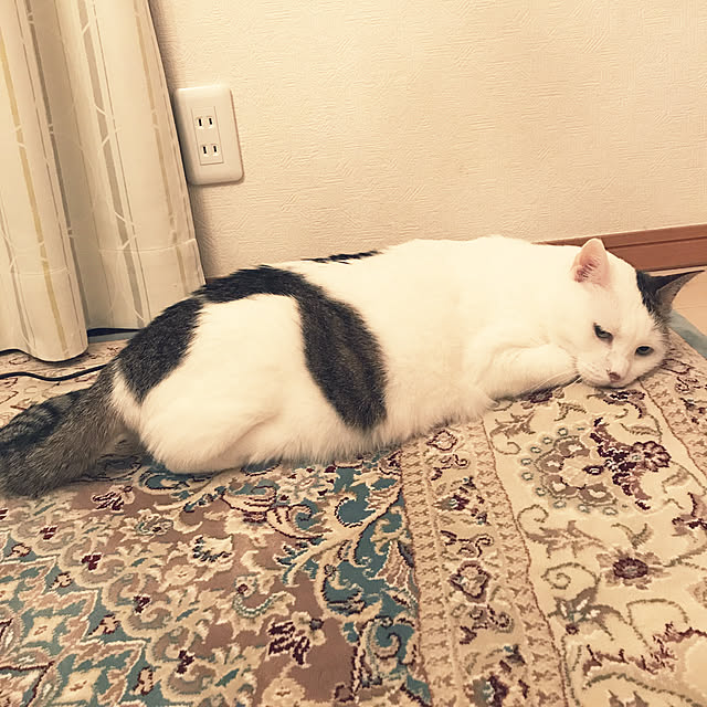 coedodecoさんの実例写真