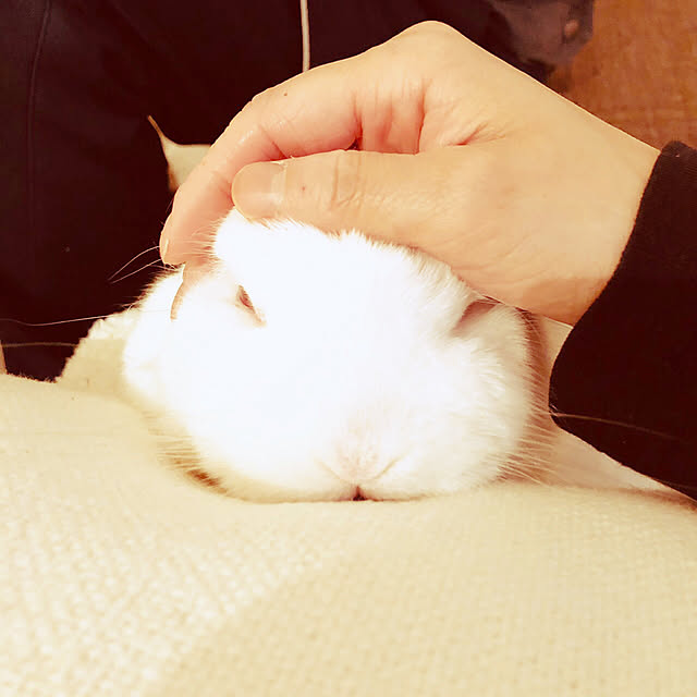 codemariさんの実例写真
