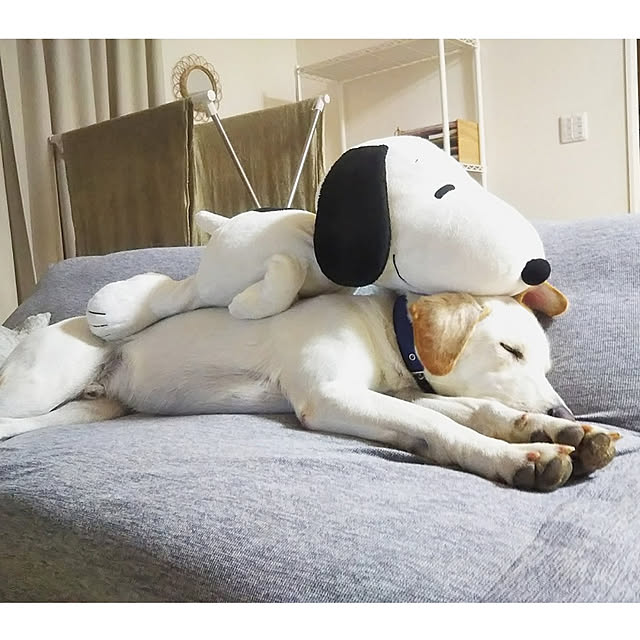kaoriさんの実例写真