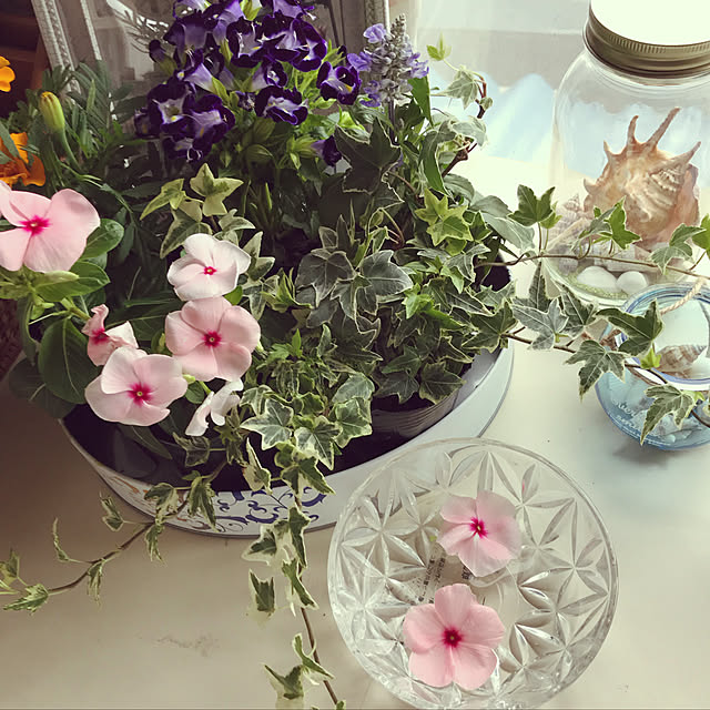 観葉植物/雑貨/100均/ナチュラル/ガーデニング...などのインテリア実例 - 2019-06-15 12:18:43