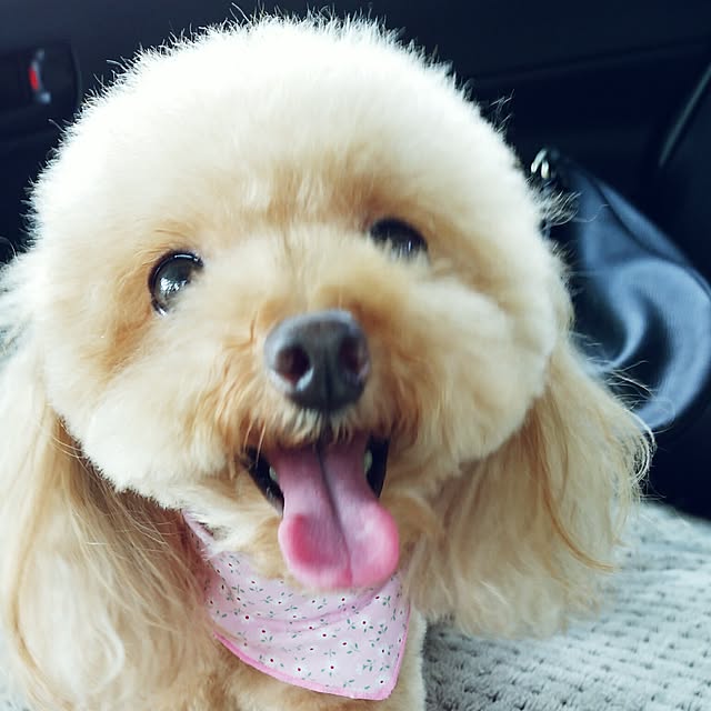 VIORAさんの実例写真