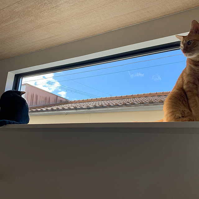 neko_daisukiさんの実例写真