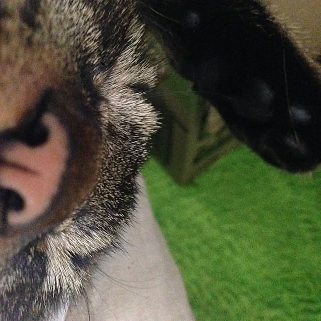 ベッド周り/猫のインテリア実例 - 2015-11-15 15:09:21