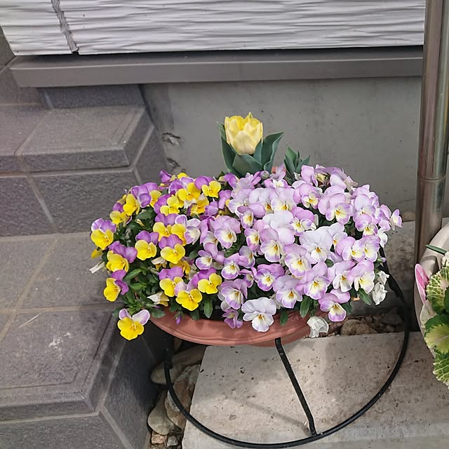 yukimamaさんの実例写真