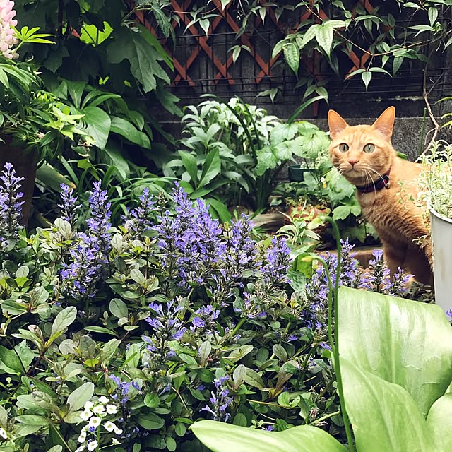 sakiさんの実例写真
