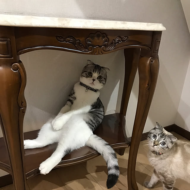 Dahliaさんの実例写真