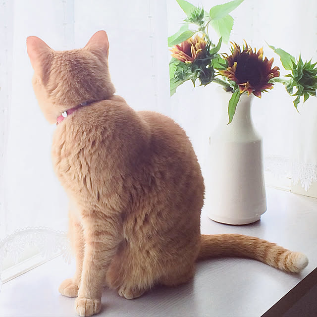 Yuukopeeeさんの実例写真