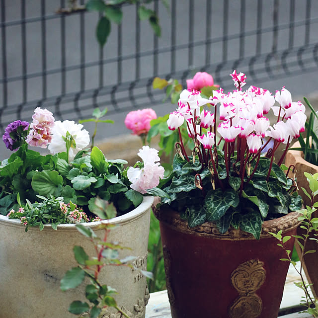 rokokoさんの部屋