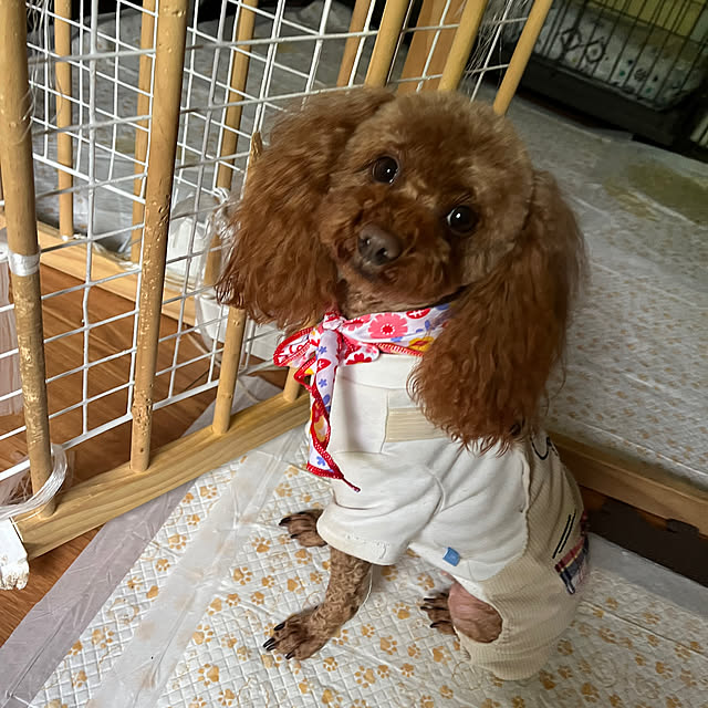 momoさんの部屋