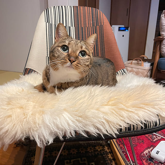 maruさんの実例写真