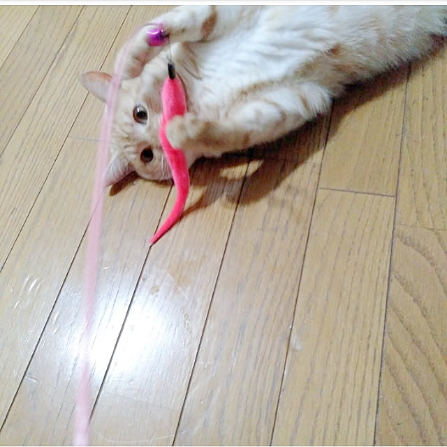 heart.emiemi57.whiteさんの実例写真