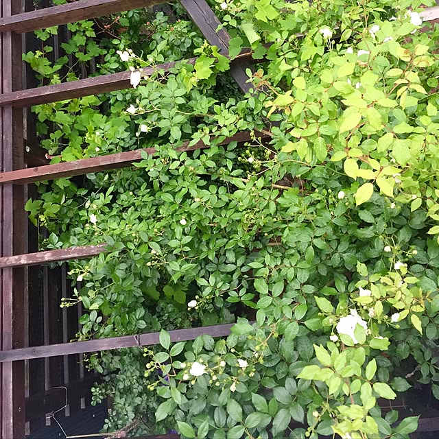 butachanさんの実例写真