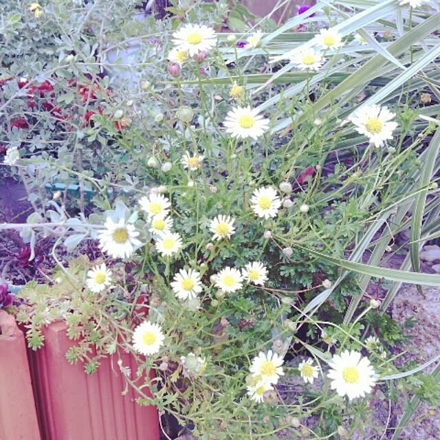 akr29さんの実例写真