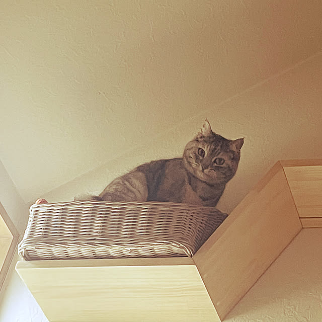 COCOさんの実例写真