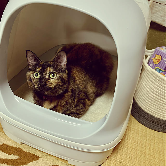 icchiiiさんの実例写真