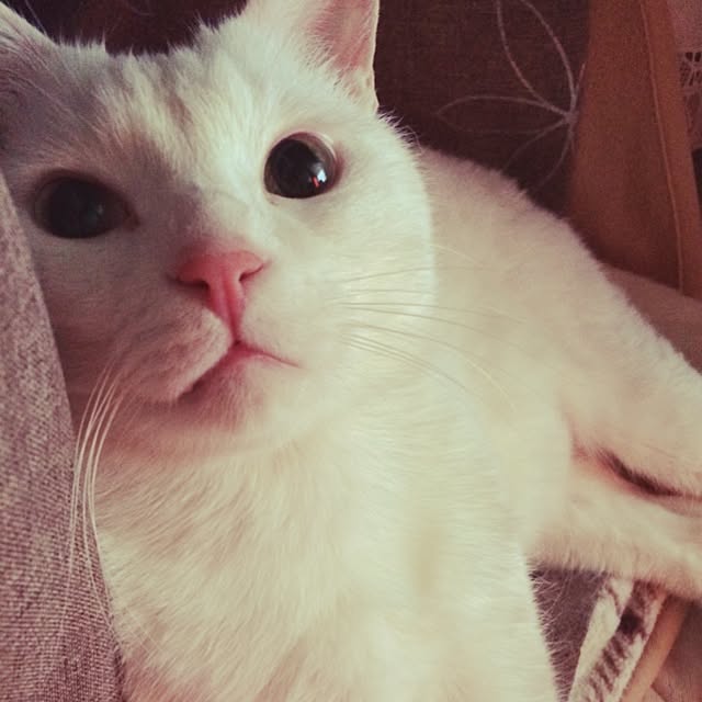 inoさんの実例写真