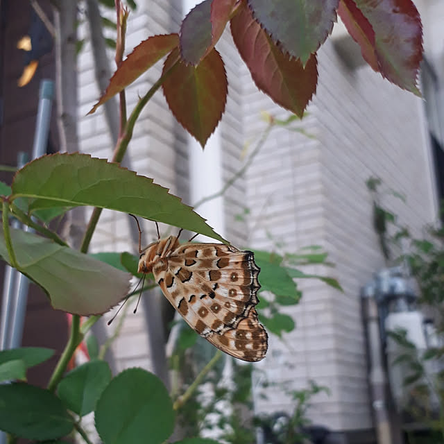 部屋全体/駐車場からお庭へ‥…/10月のお庭/私の癒し/植物のある暮らし...などのインテリア実例 - 2022-10-15 18:24:28