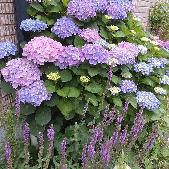 Hujikoさんの実例写真