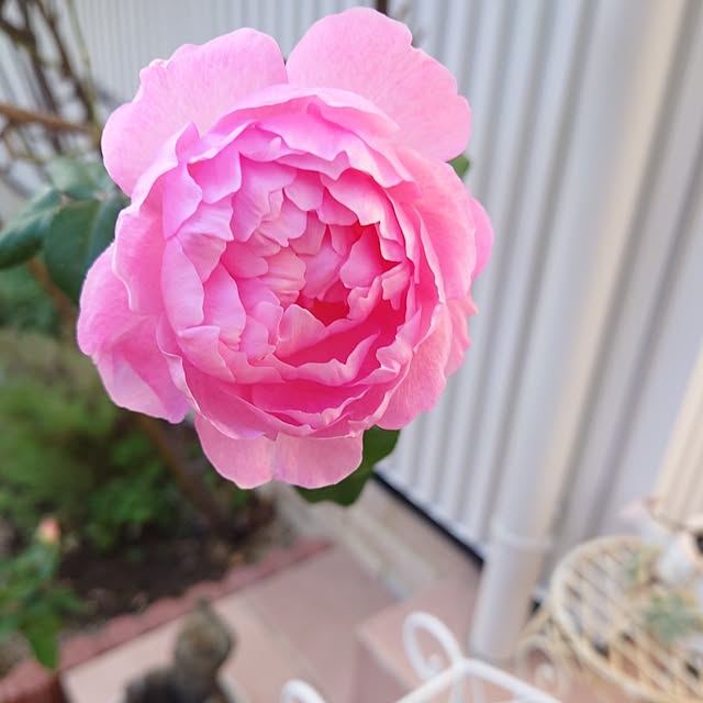 fleur-mamanさんの部屋