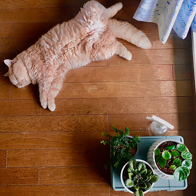 naokoさんの実例写真
