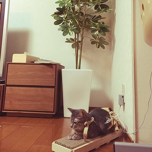 beruさんの実例写真
