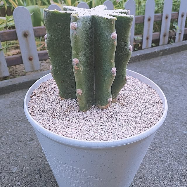 cocomintさんの部屋