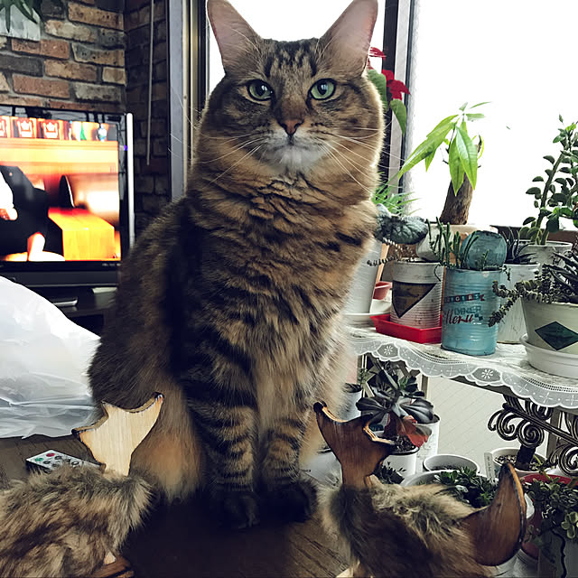 coconyantaさんの実例写真