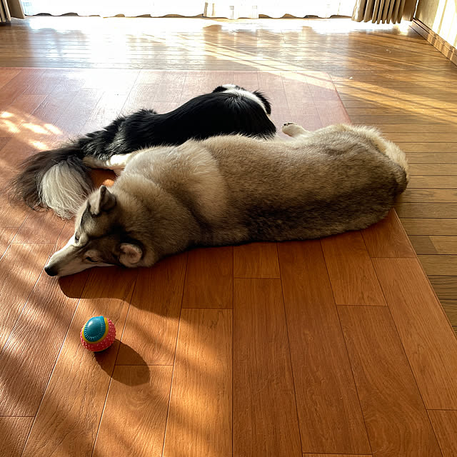 icemintさんの実例写真