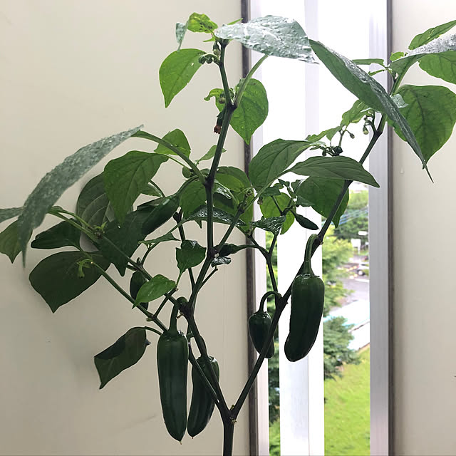 Mitsuさんの部屋