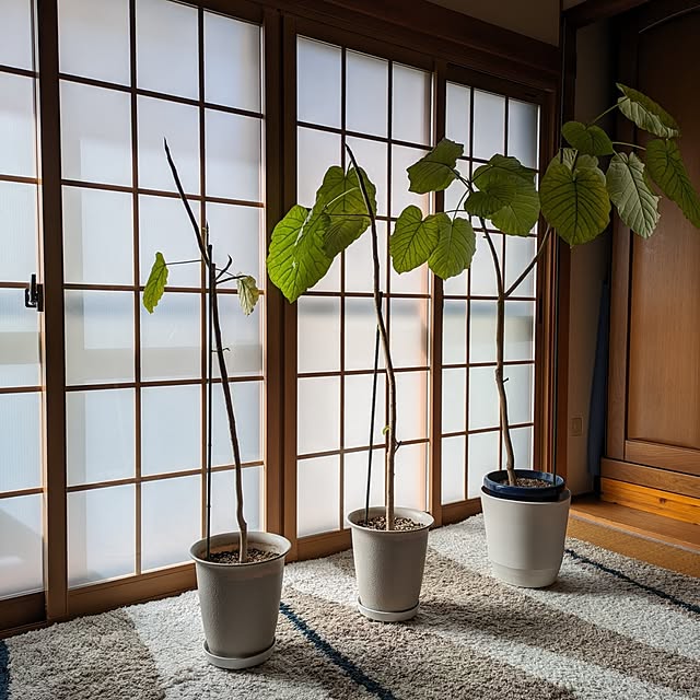 Renさんの部屋