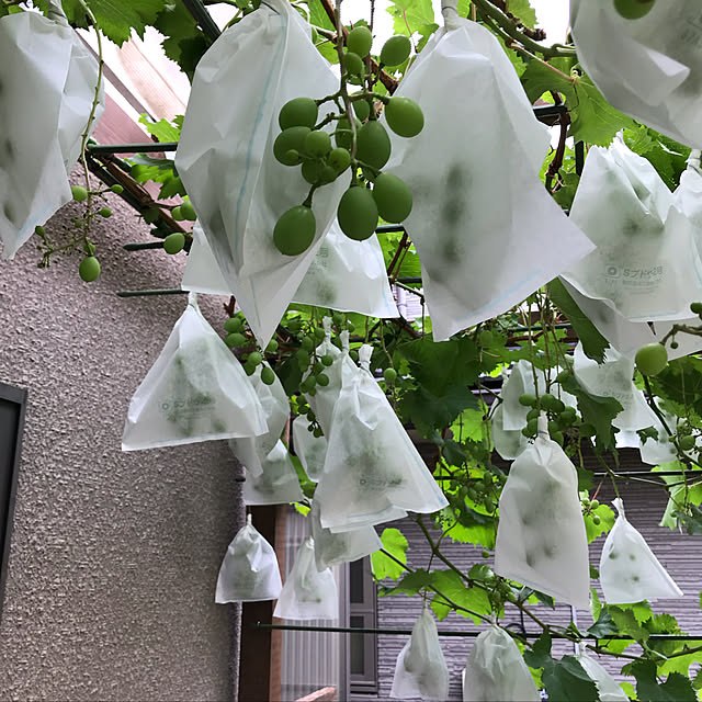 momokoさんの実例写真