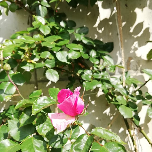 kazuさんの部屋