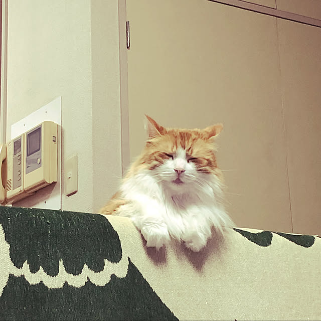 uchidaizuさんの実例写真