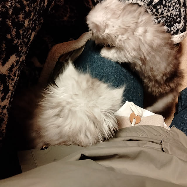 makaronさんの実例写真