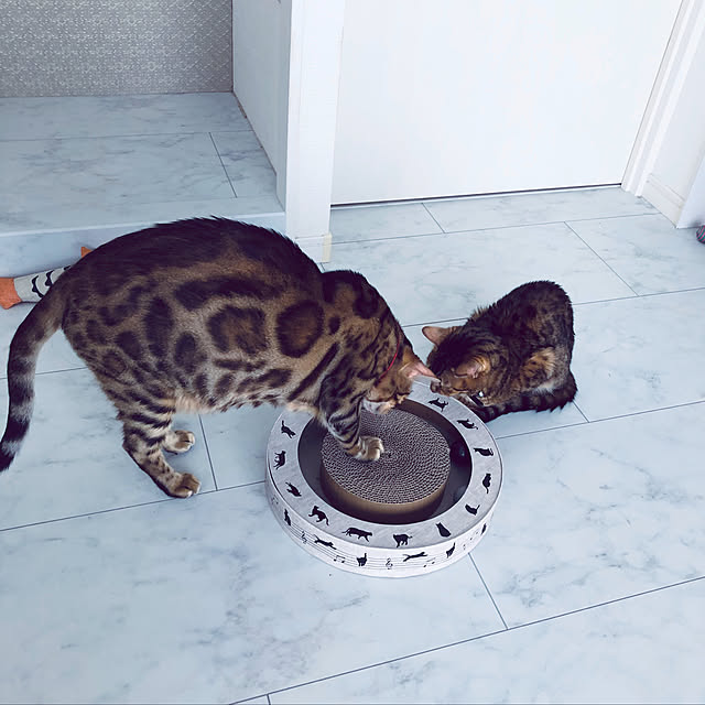 iranさんの実例写真