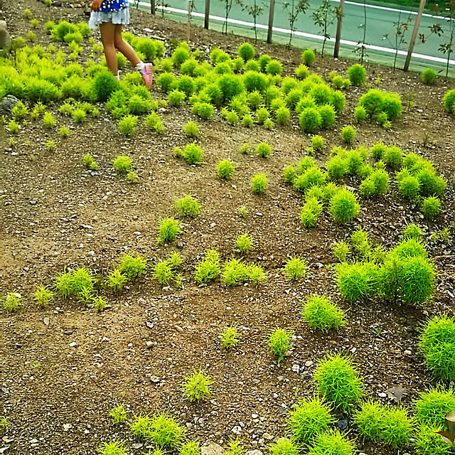 実例写真
