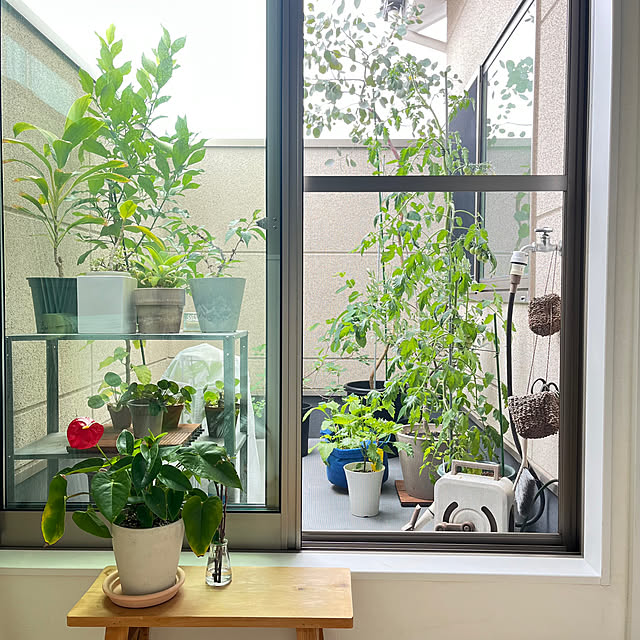 棚/洗濯ネット活用/家庭菜園を楽しむ/家庭菜園/レモンの木...などのインテリア実例 - 2025-05-26 12:21:39
