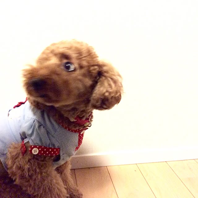 kuruさんの実例写真