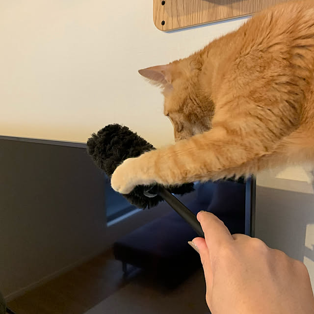 neko_daisukiさんの実例写真
