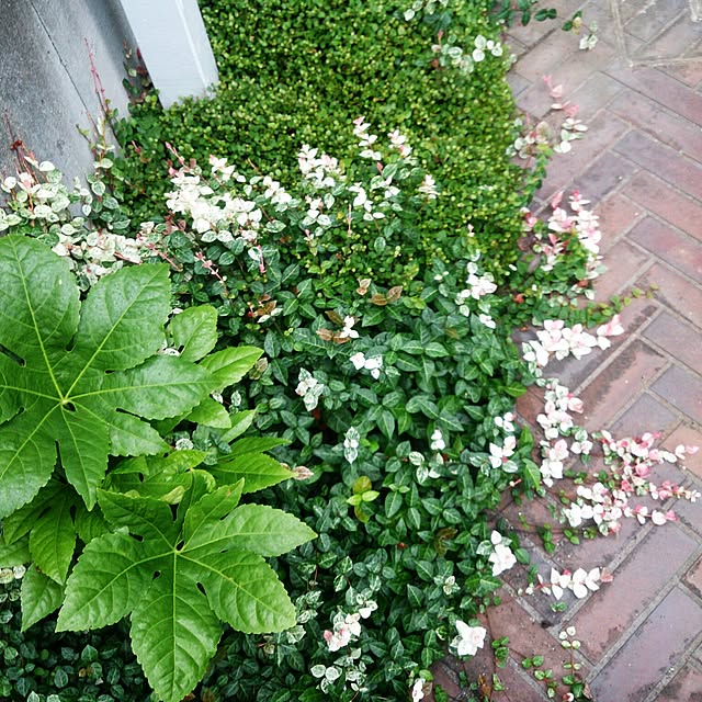 kazu0905さんの実例写真