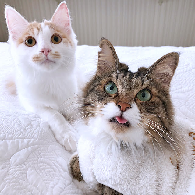 yuchiさんの実例写真