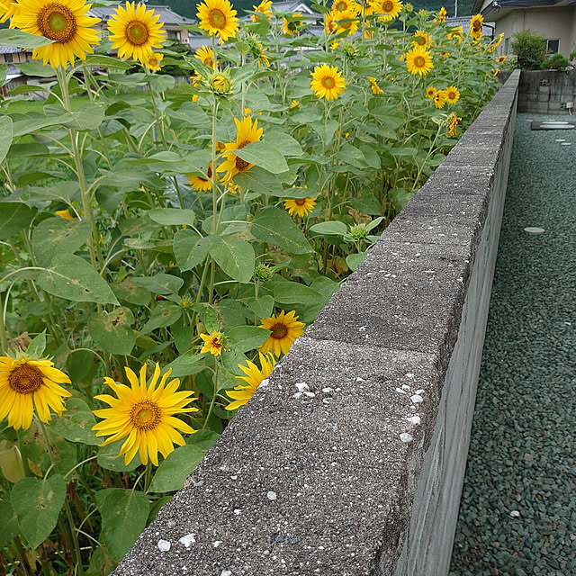 machikomamaさんの実例写真