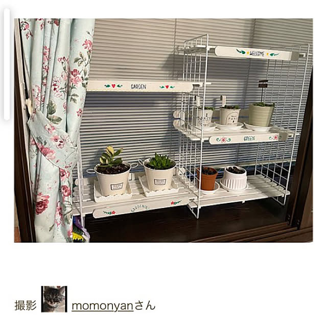 momocchiさんの実例写真