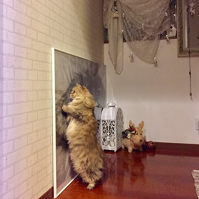 butachanさんの実例写真