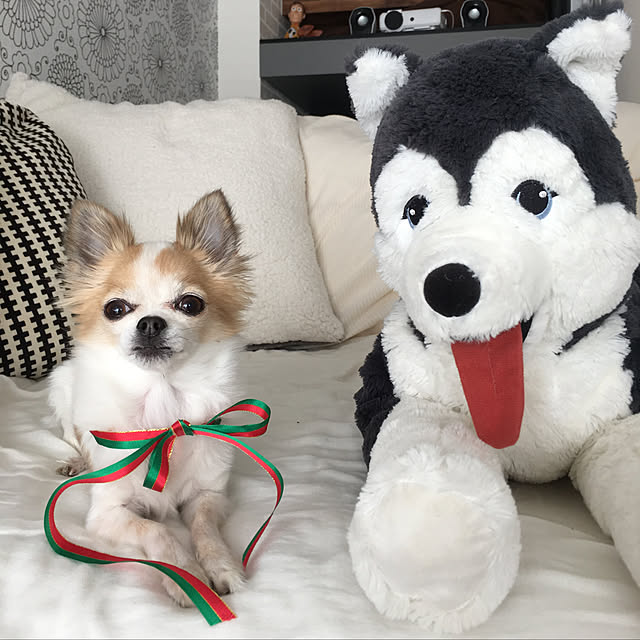 kokohanoさんの実例写真