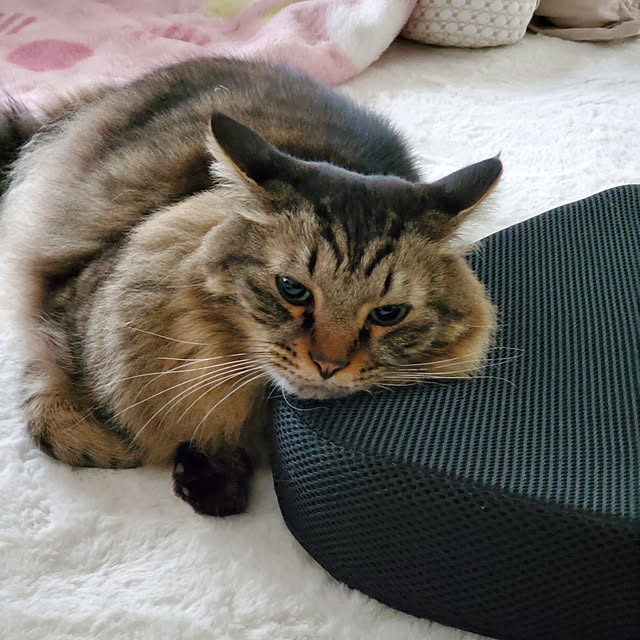 makoさんの実例写真